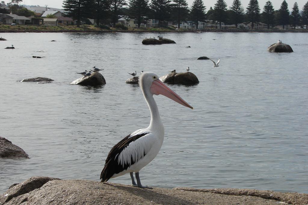 Austiny Bed And Breakfast Victor Harbor Buitenkant foto