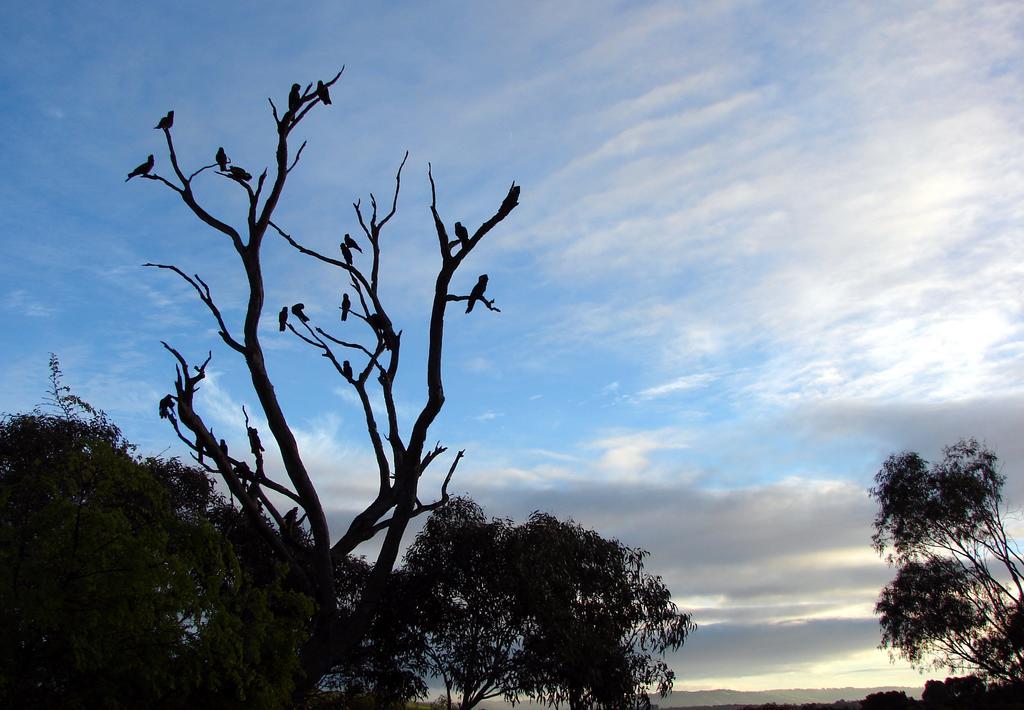 Austiny Bed And Breakfast Victor Harbor Buitenkant foto