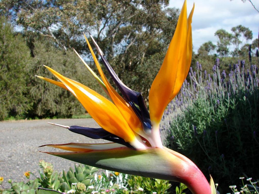 Austiny Bed And Breakfast Victor Harbor Buitenkant foto