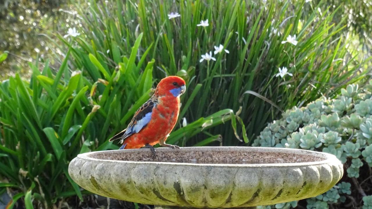 Austiny Bed And Breakfast Victor Harbor Buitenkant foto
